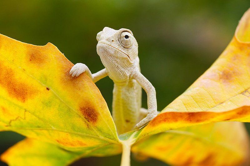 fall,autumn,nature,animal,canon,chameleon hi autumn фото превью