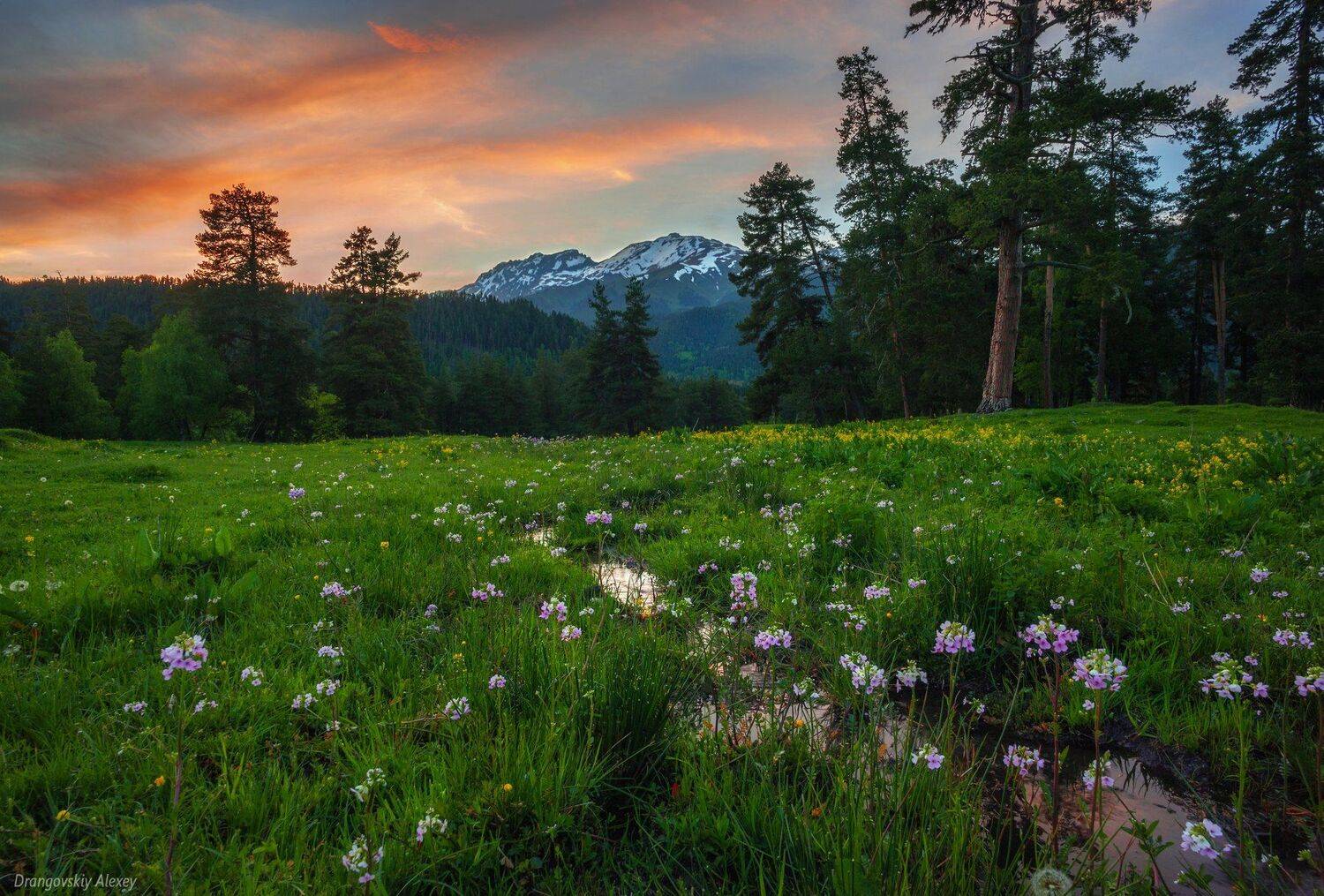 , Алексей Дранговский