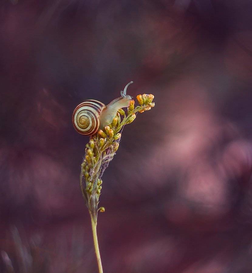 , Pawel Plucinski