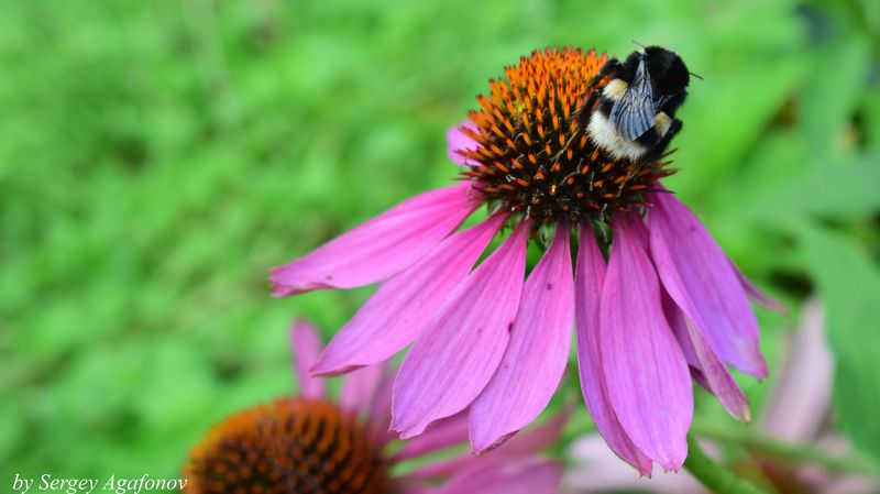 Прилетел полакомиться... фото превью