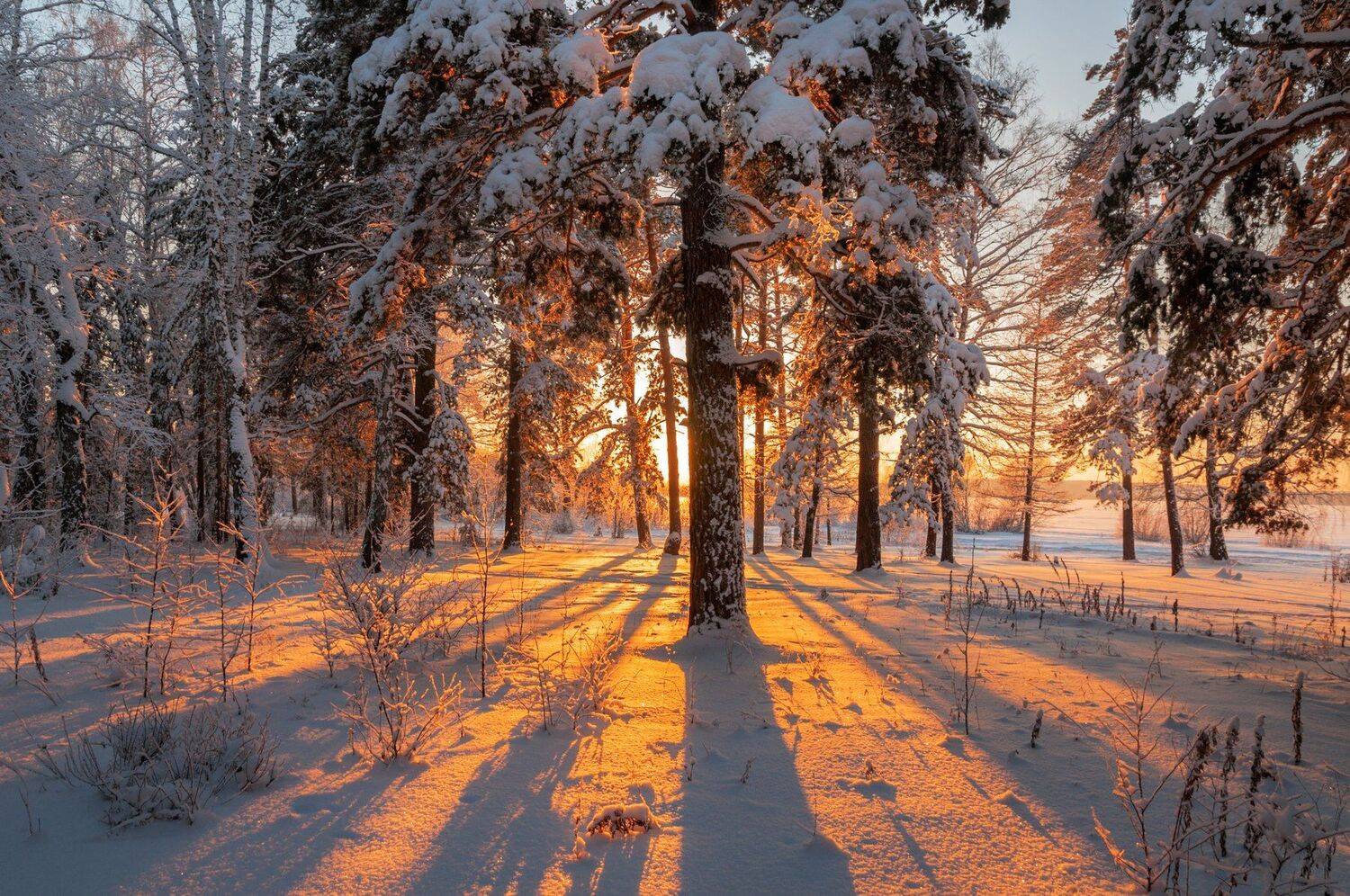 , Олег Богданов