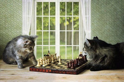 Шахматисты