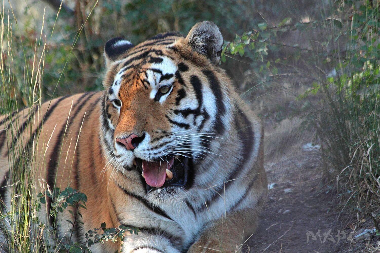 , Шангареев Марс