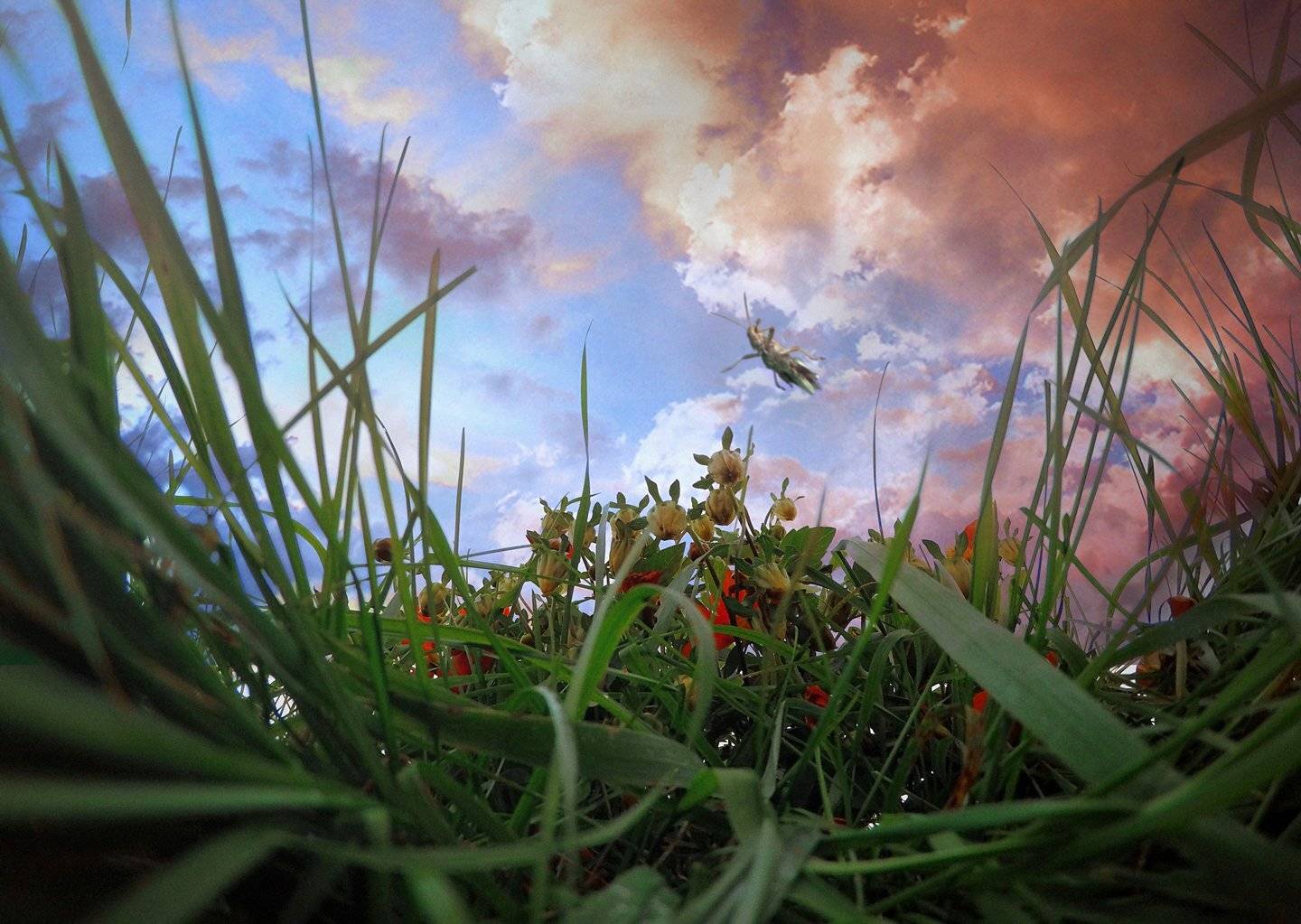 , Антон Шевченко