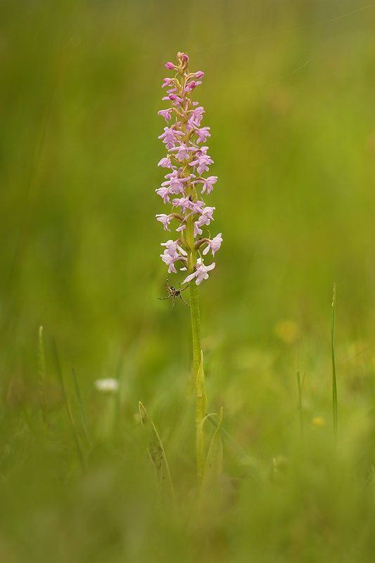 Гости одной орхидеи фото превью