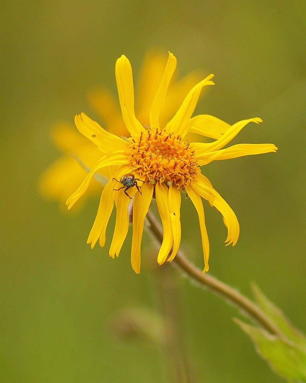 Арника горная, Роман Рысь