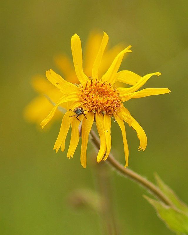 Арника горная Арника и Кузька фото превью