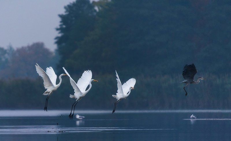 Baletnice фото превью