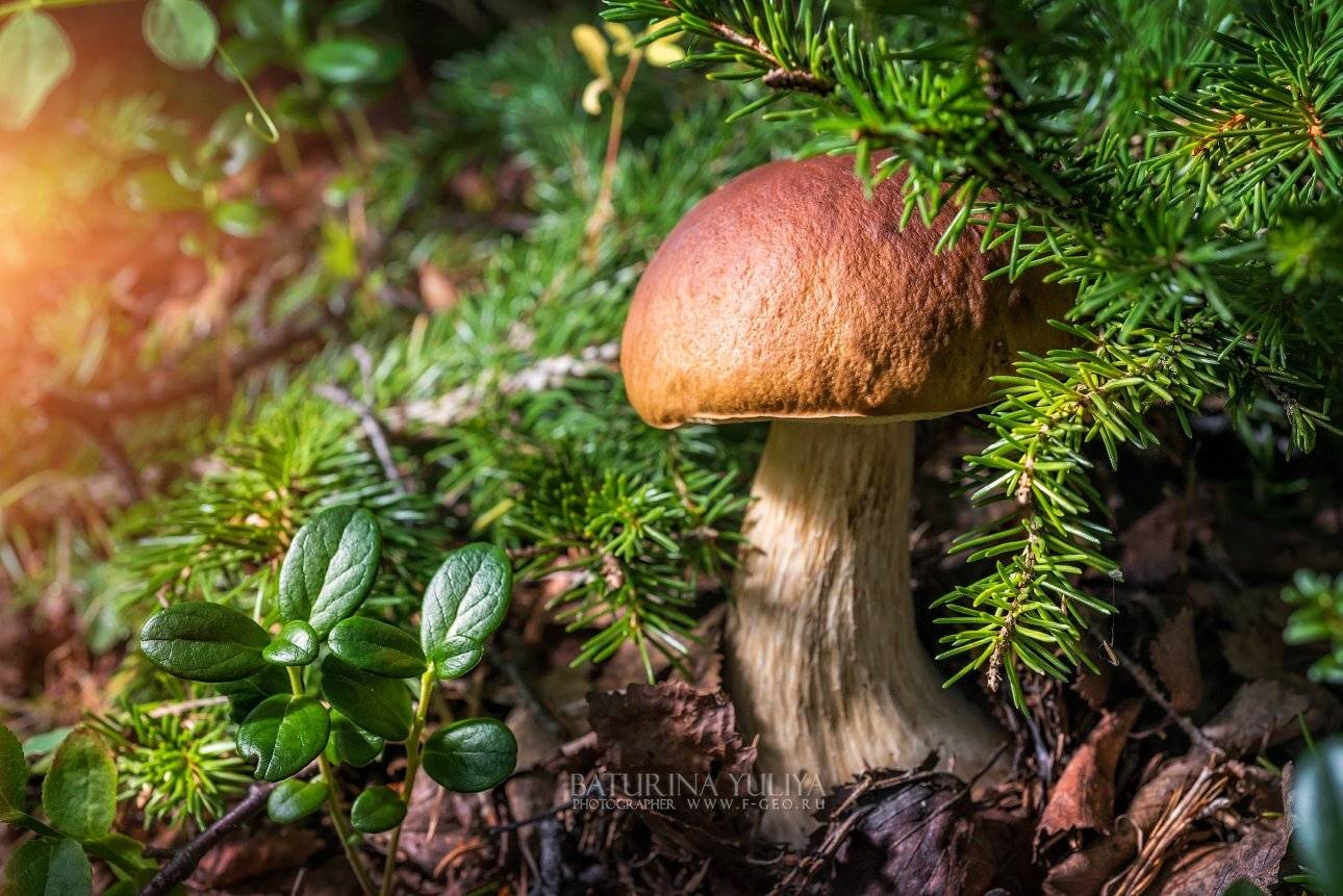 гриб, макро,лес, ель, белый гриб, соловки, север, Юлия Батурина