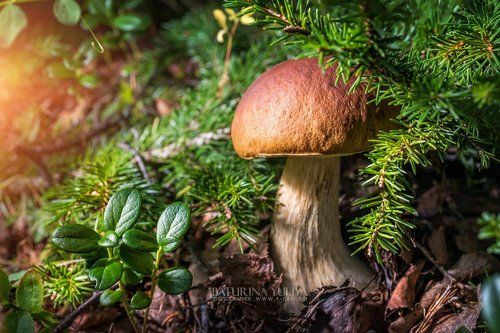 Кому грибочек?