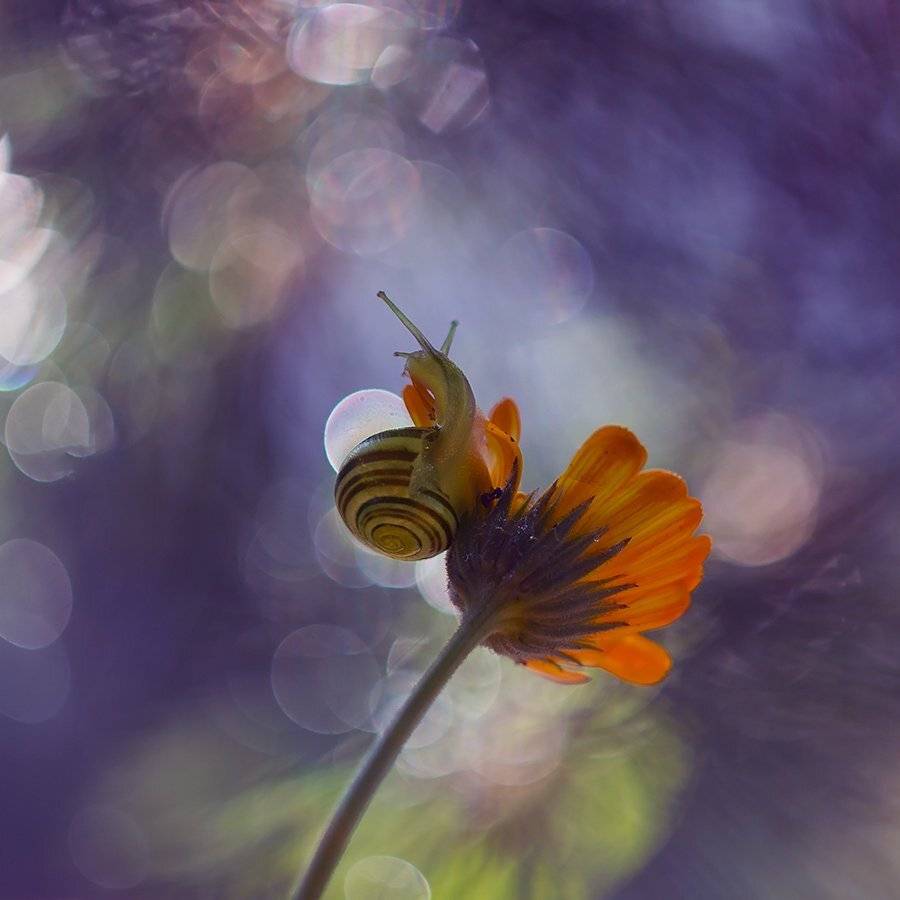 , Pawel Plucinski