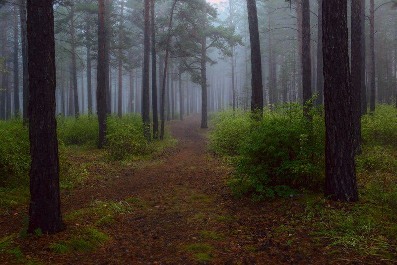 По лесной тропе фото превью