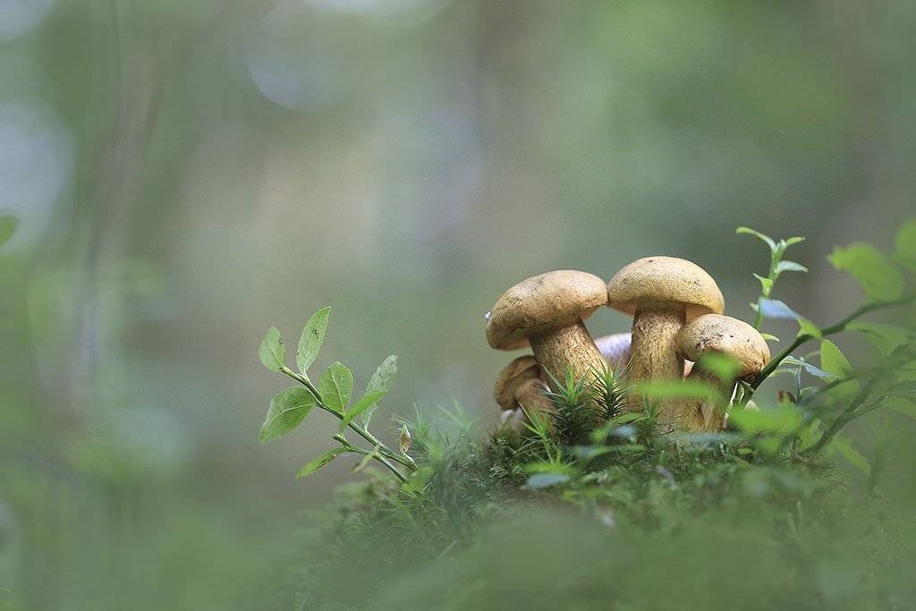 гриб, четыре, семья, коричневая, молодая,  макрос, трава, мох, почвы, зеленые, желтые, листья, ветви, лес, пейзаж, природа, разноцветная, торф и болото,  еда,, Виктор