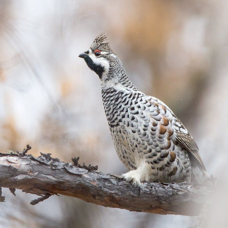 Рябчик фото превью