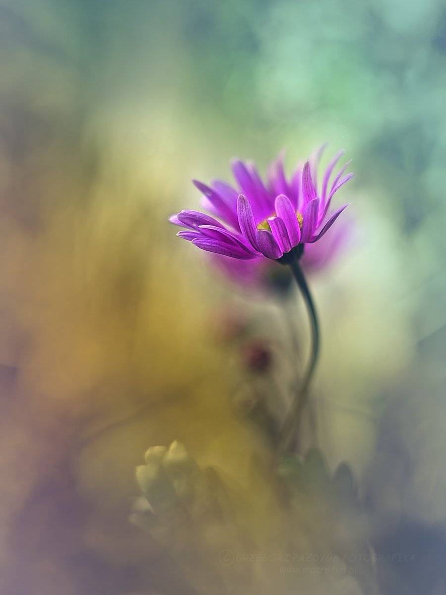 , Grzegorz