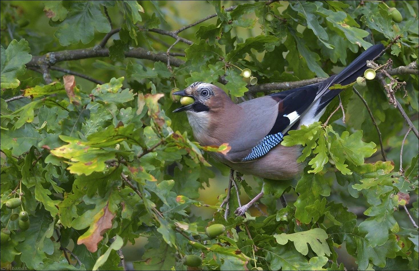 сойка, Андрей Медведев