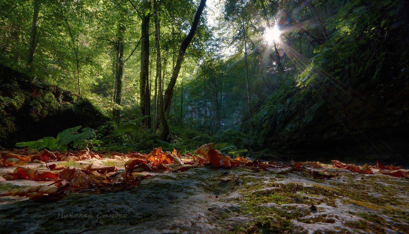 , Николай Стюбко