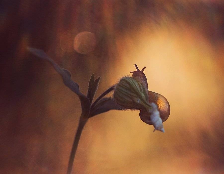 , Pawel Plucinski
