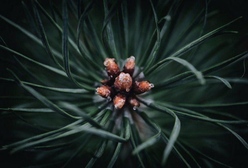 Tenira фото превью