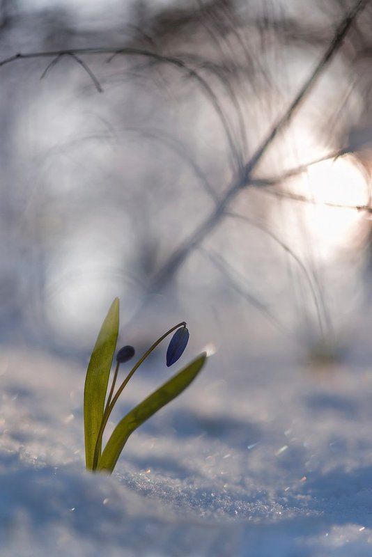 Зима не отступает фото превью