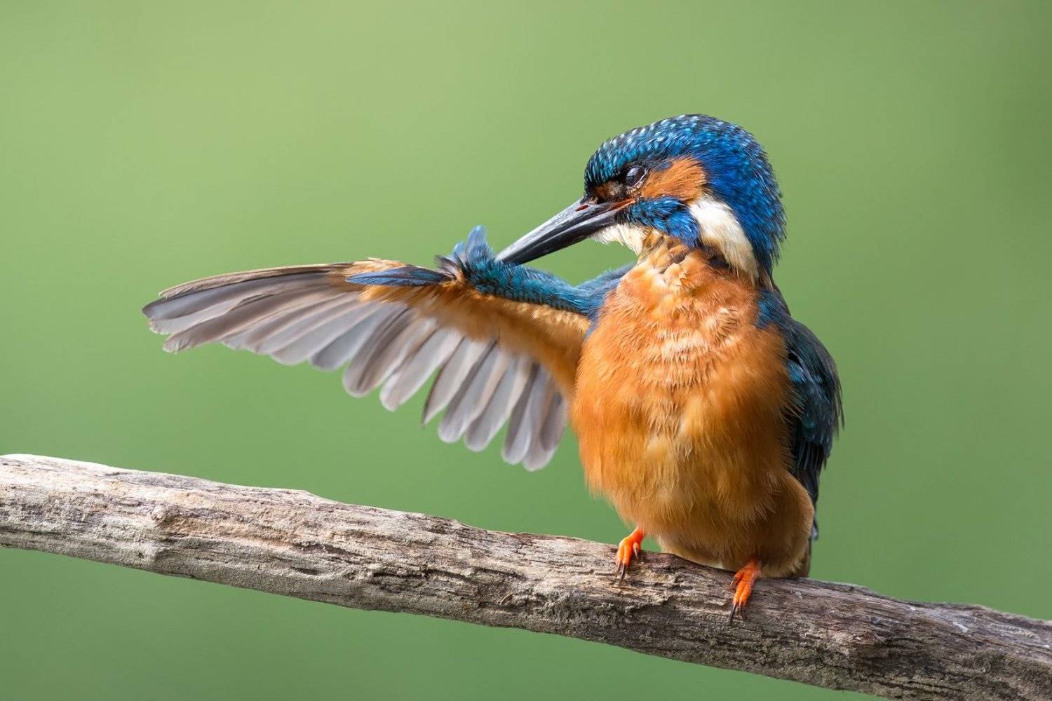 kingfisher, Marcin Kaczmarkiewicz
