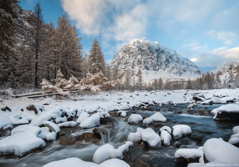 Желтые лиственницы, снег. То, что искали фото превью