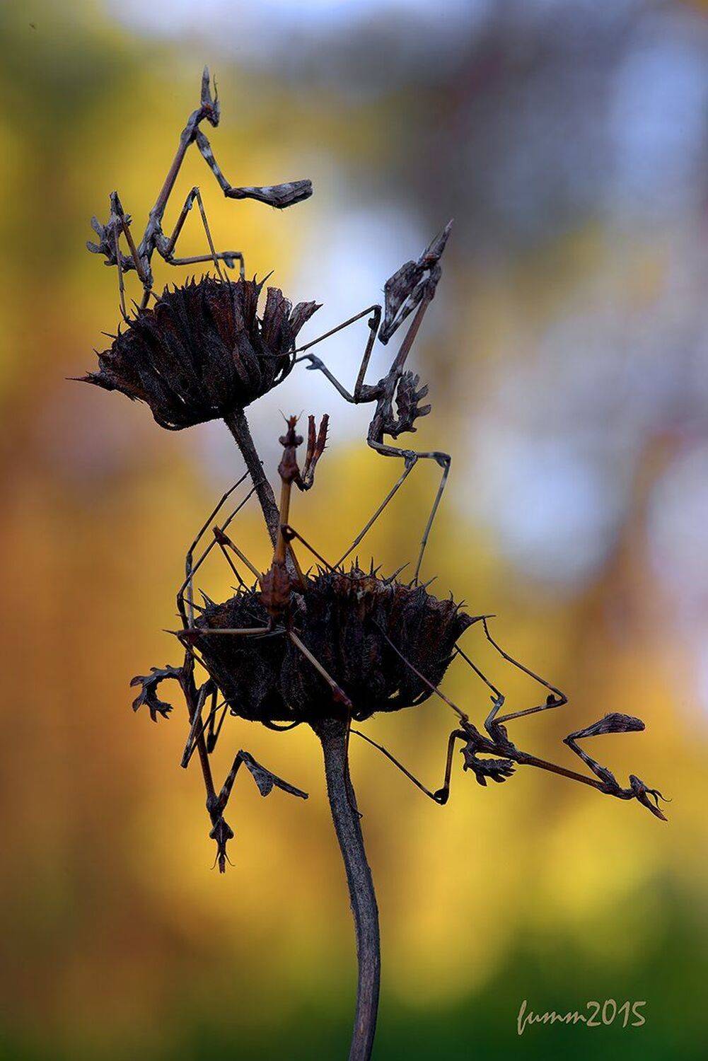 , Игорь ФУММ