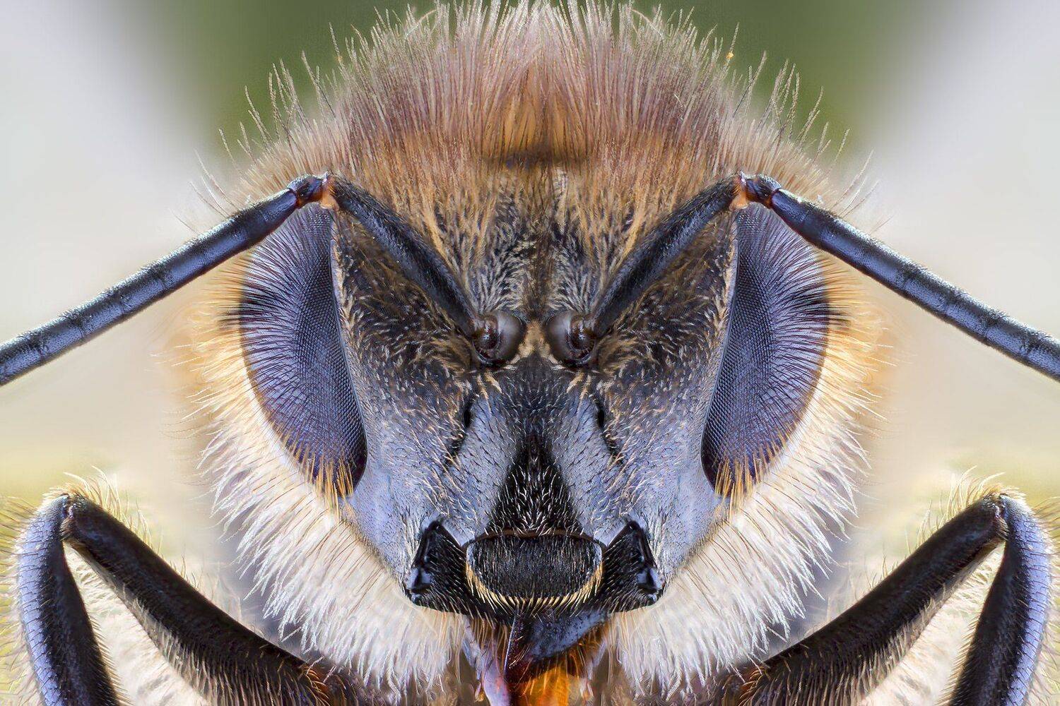 macro insects bee wild animal, ნიკოლოზ მესხი