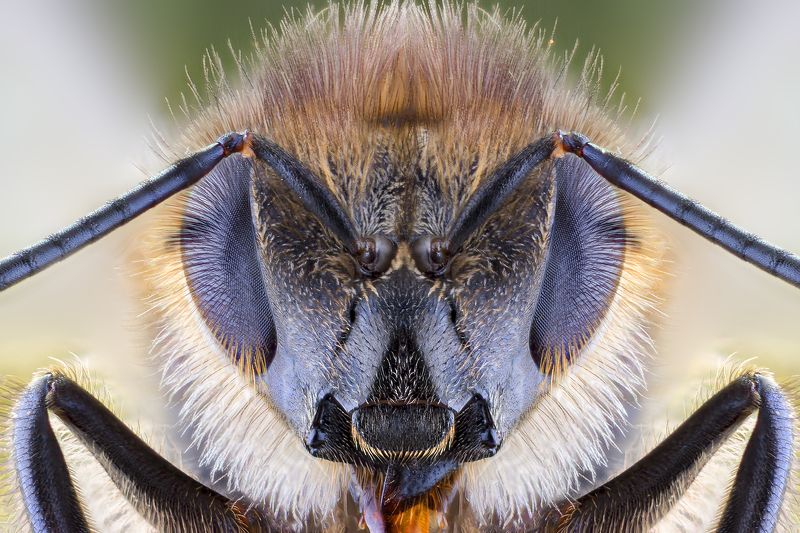 macro insects bee wild animal BEE фото превью