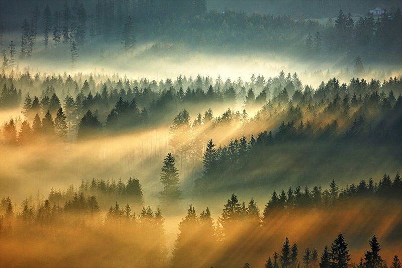 Magical mist ... фото превью