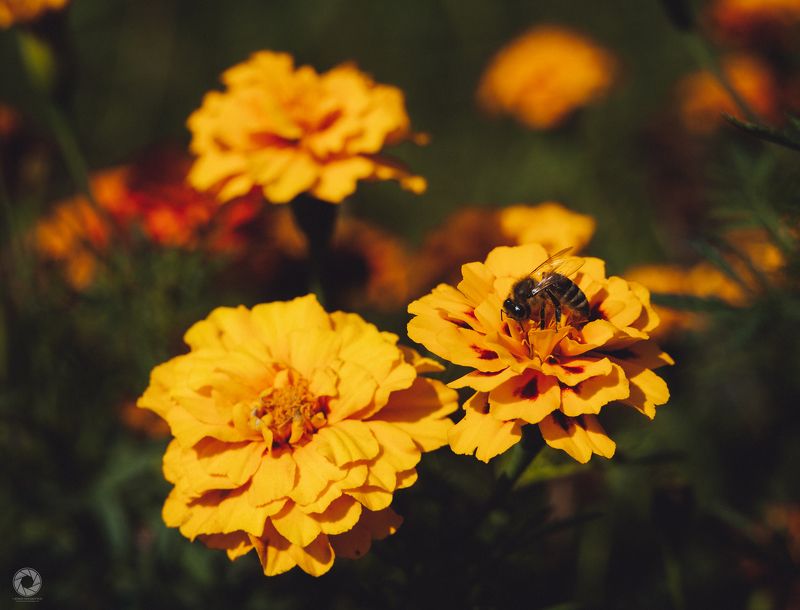 Осінні медозбори фото превью