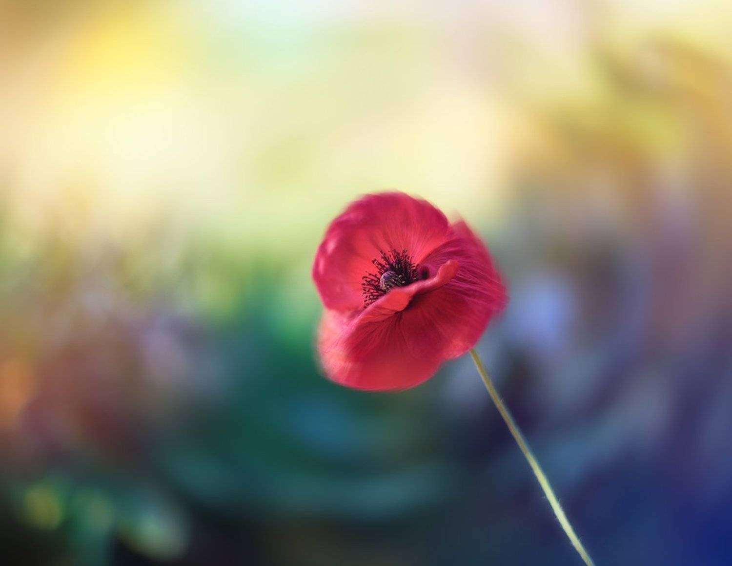 , antrisolja - Татьяна Татаренок