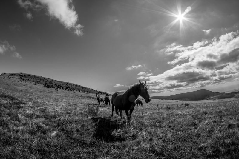 Into the wild фото превью