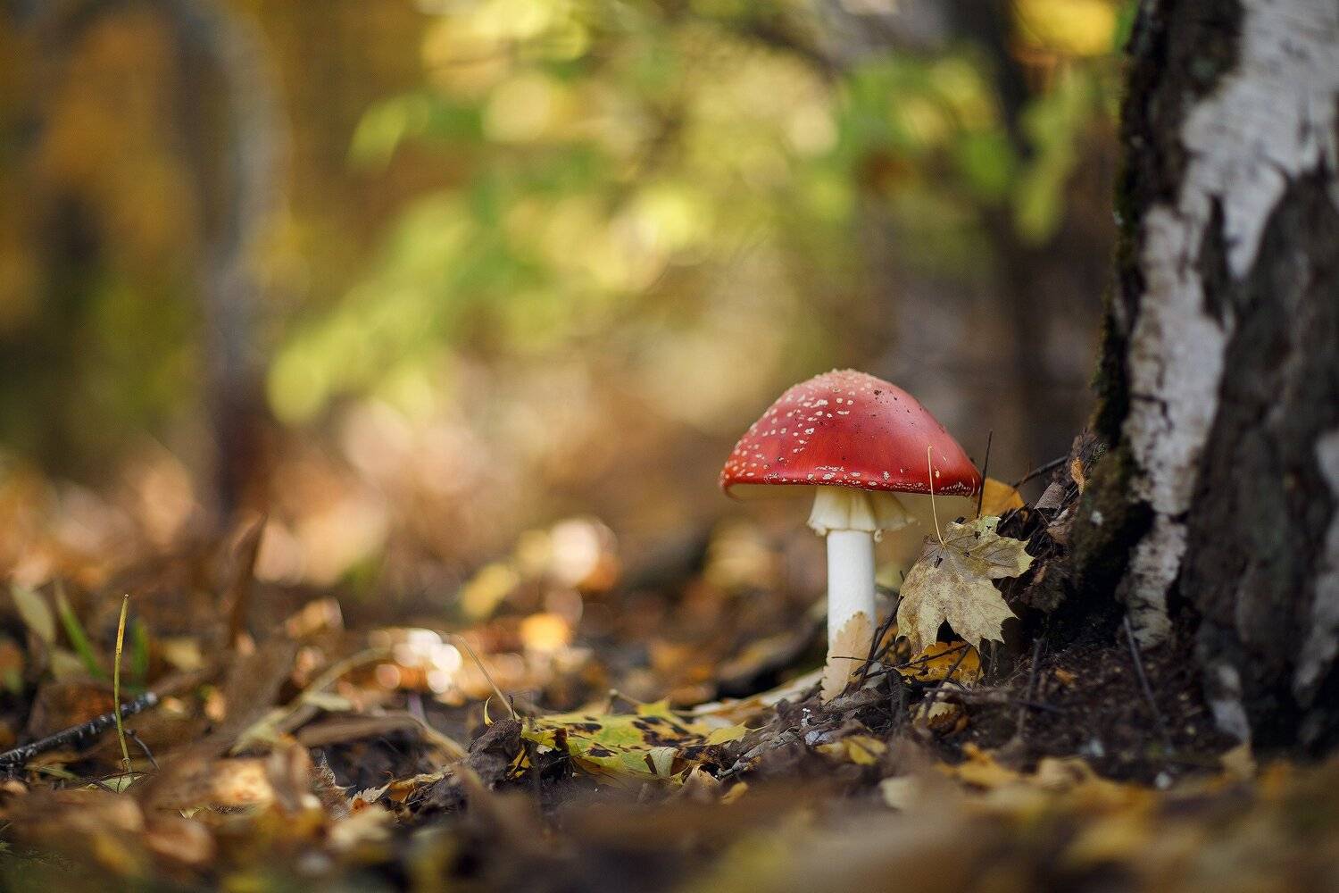 гриб, мухомор, лес, осень, Владимир