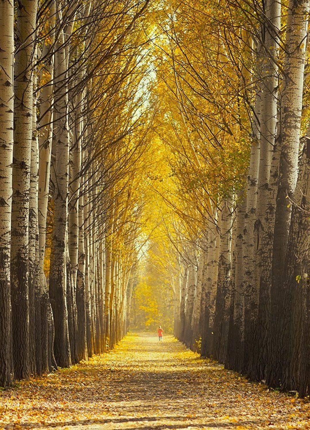 , Алексей Родак