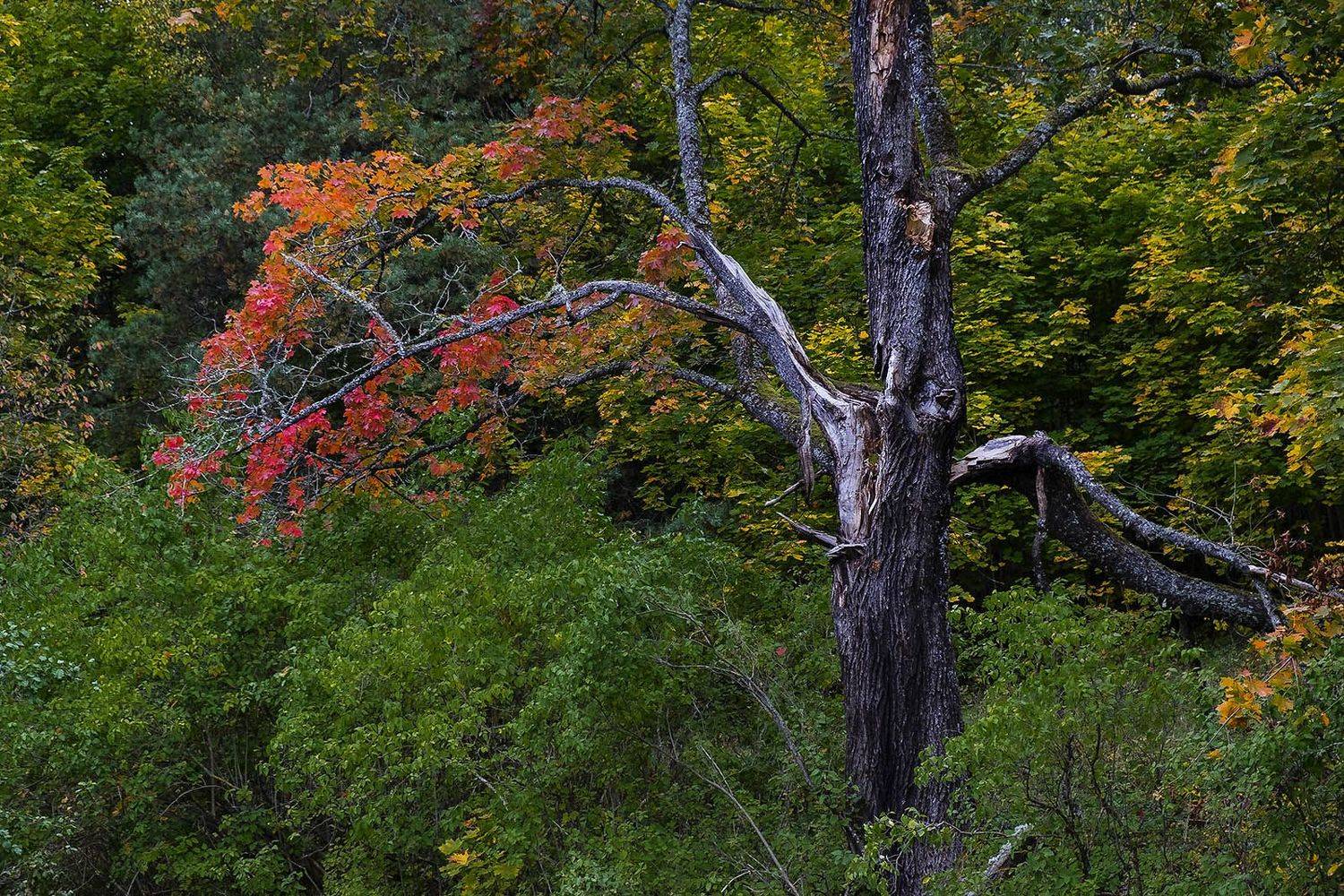 , Rimantas Bikulcius