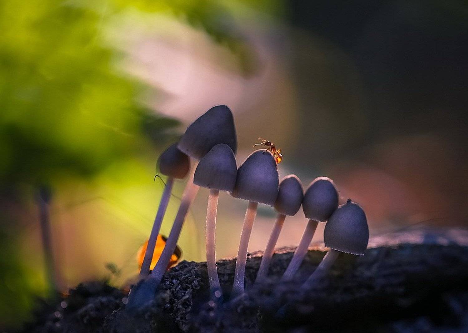 , Вячеслав Мищенко