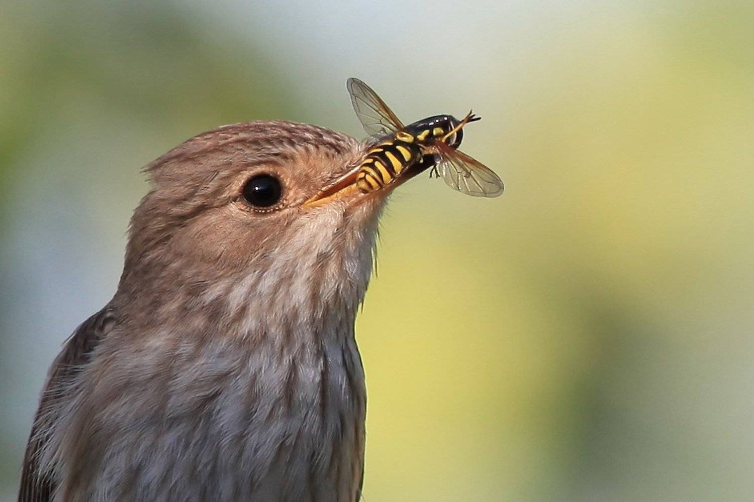 журчалка, серая мухоловка, Леонид