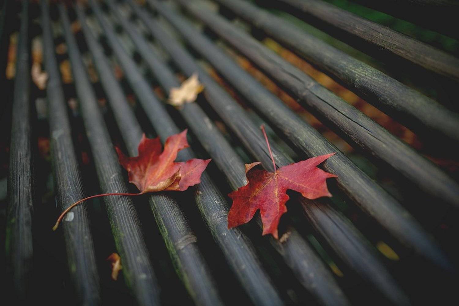 , Андро Александр