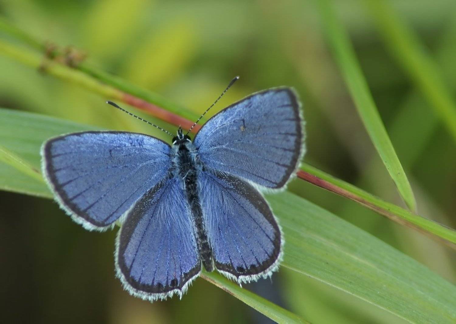 , Чепленко Алексей