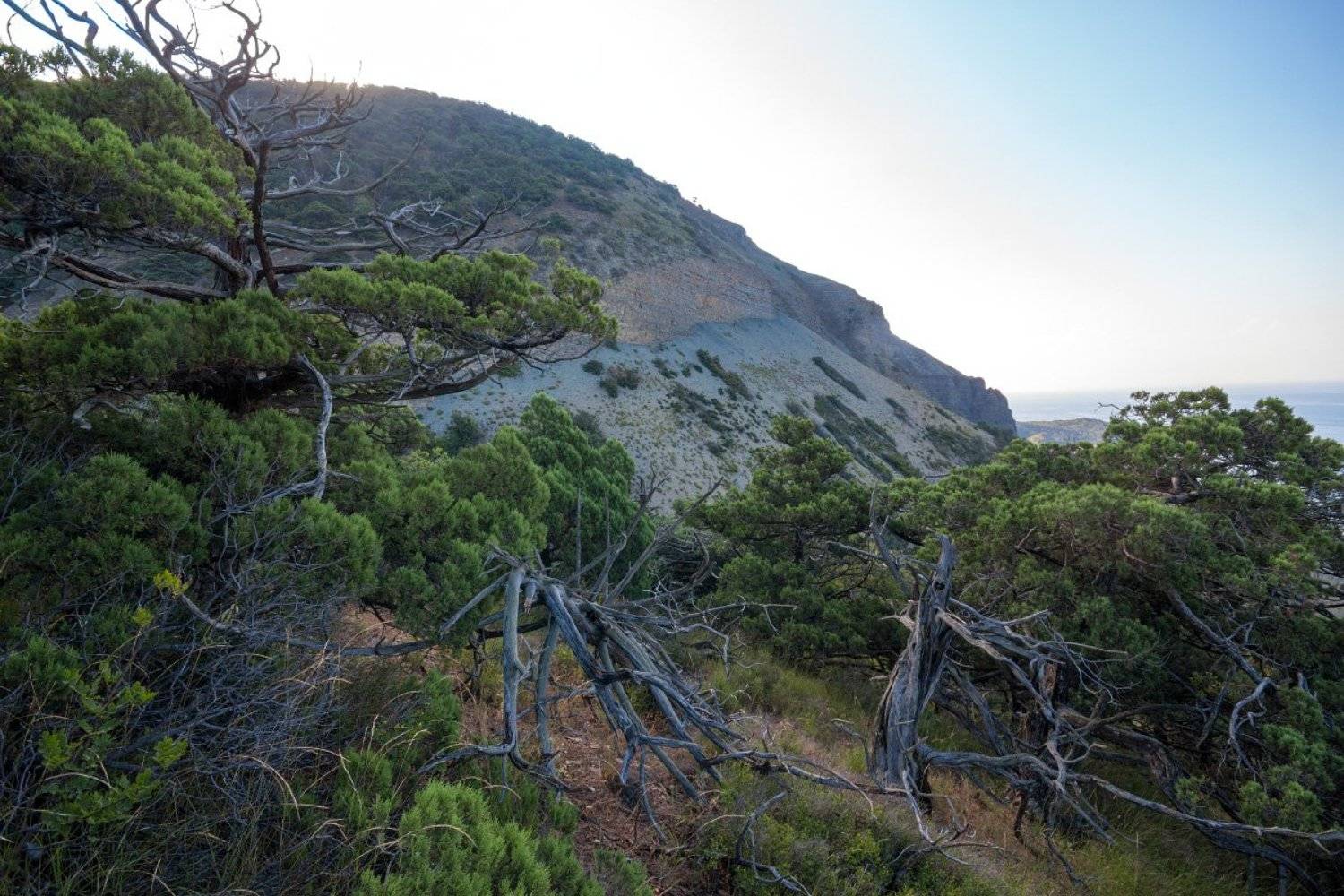 Большой Утриш, Можжевельник, Утро, Черное море, Дулов Валерий