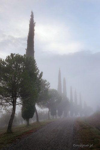 Cypress in the fog