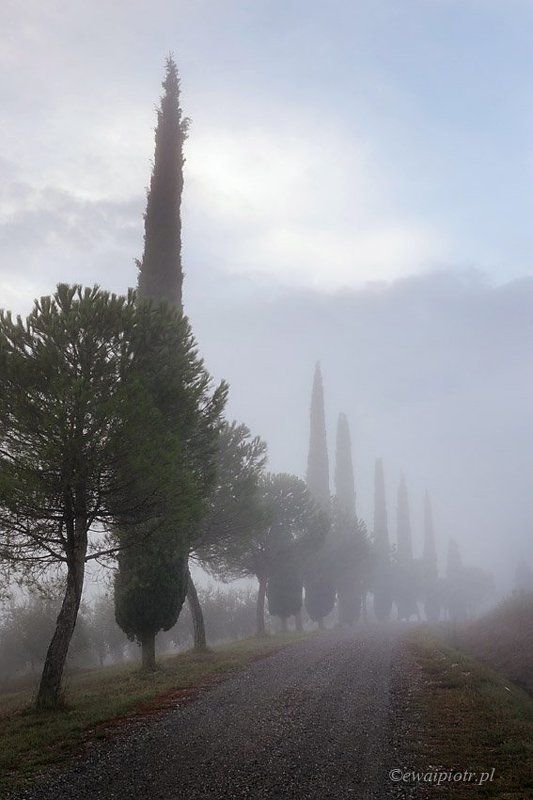 Tuscany Cypress in the fog фото превью