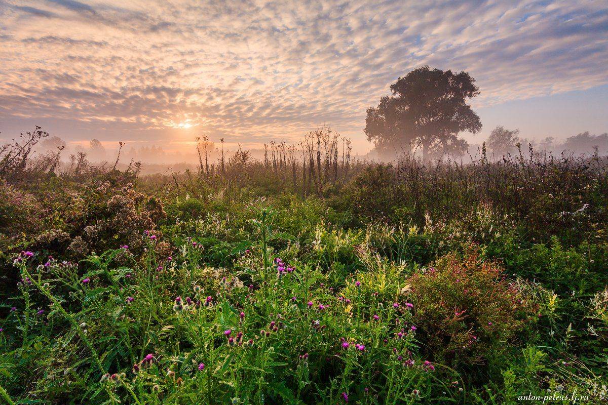 Осень, Поле, Рассвет, Река, Туман, Антон Петрусь