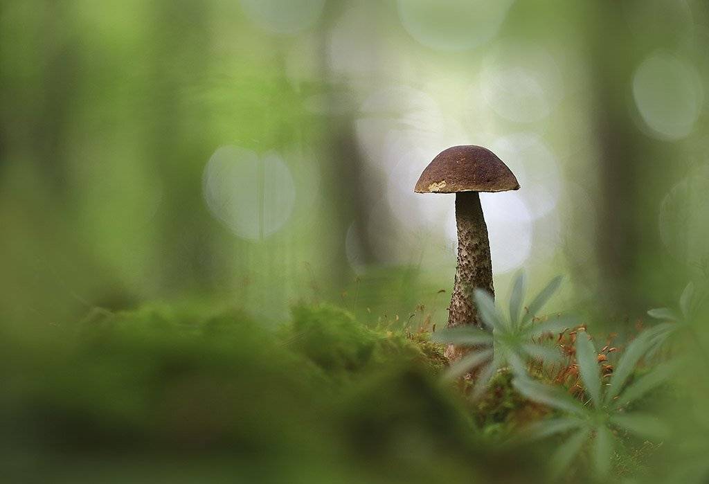 гриб, подберезовик, коричневые, молодые,лес, макрос, трава, мох, почвы, зеленые, желтые, листья, ветви,  древесина, пейзаж, природа, разноцветная, торф и болото,иглы,еда, семена., Виктор