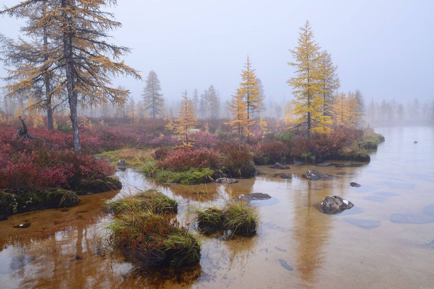 , Максим Евдокимов ( www.wildphotorus.ru )