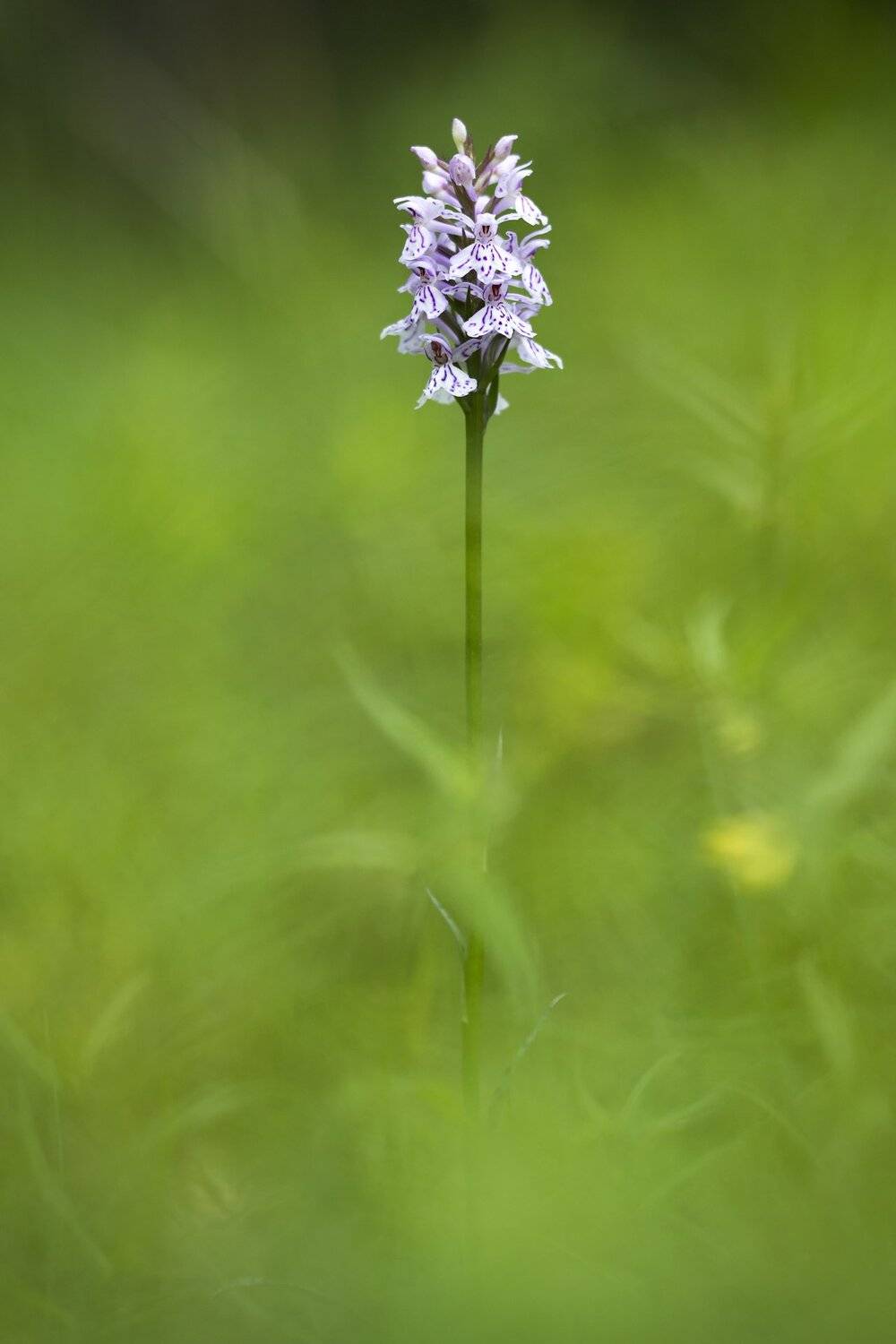 цветы,цветок,природа,ятрышник,дикие цветы,макро,боке,растения,flower,macro,bokeh,wildflower, Александр Иванов