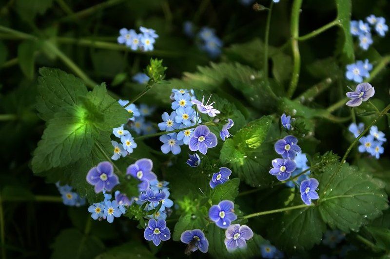 Эти глазки, эти голубые глазки  фото превью