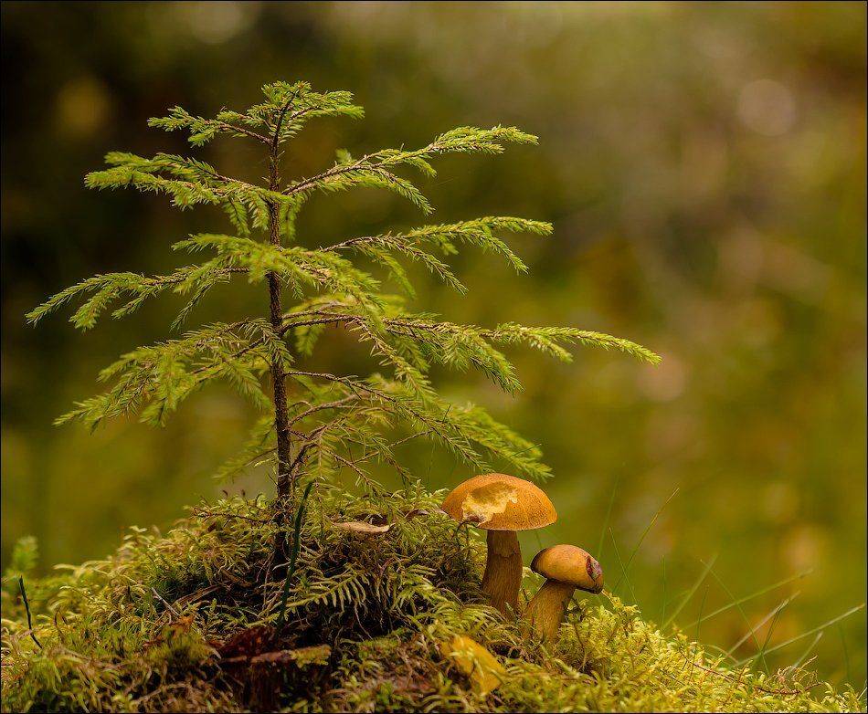 , Бурлов Андрей