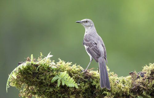 Многоголосый пересмешник - Northern Mockingbird  (Juvenile)